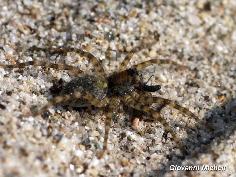Lycosidae: Arctosa sp. -   Pontevecchio ( MI)